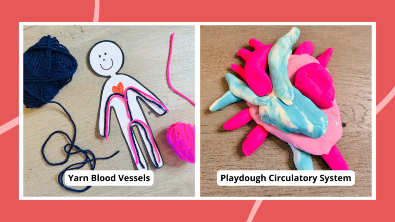 30 Hands-On Circulatory System Activities for Kids