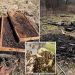 50,000 bees killed in ‘deliberate’ arson of hives at family-owned Pennsylvania farm
