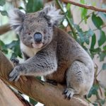 A koala population’s rapid rebound may let it escape inbreeding’s perils