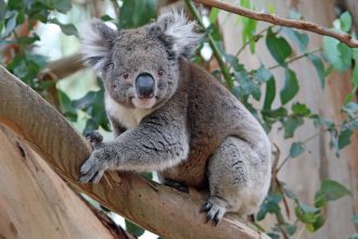 A koala population’s rapid rebound may let it escape inbreeding’s perils