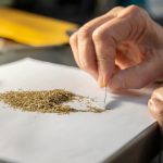 A regional network is racing to save the Midwest’s native seeds