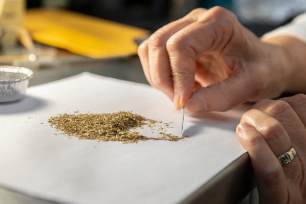 A regional network is racing to save the Midwest’s native seeds