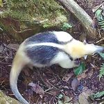 A variety of jungle animals all use one type of tree as a latrine