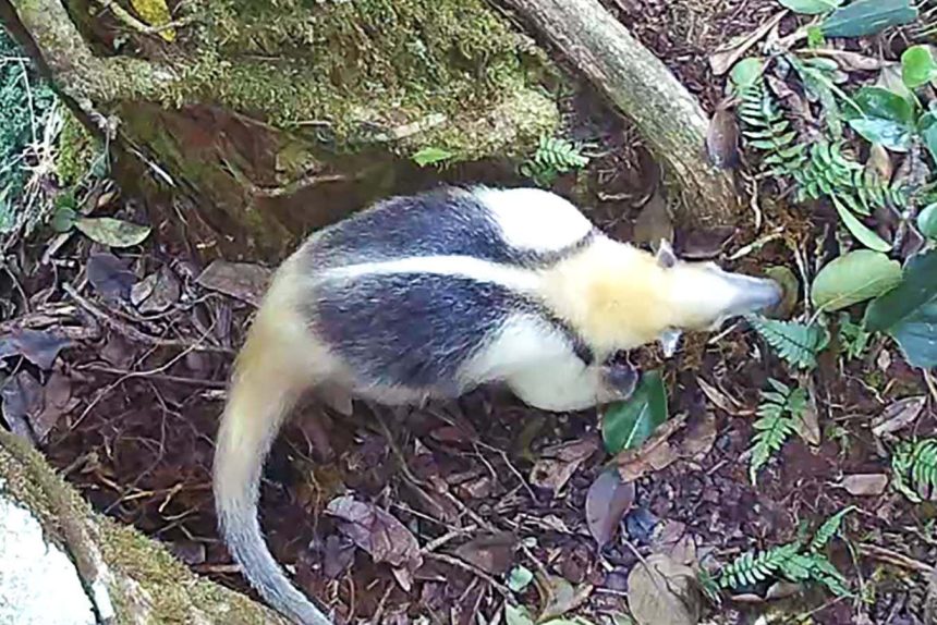 A variety of jungle animals all use one type of tree as a latrine