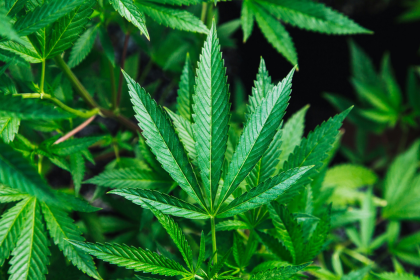 ATLRx’s Top Picks for Beer Drinkers