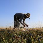 After a lawsuit, USDA agrees to share climate risk data with farmers