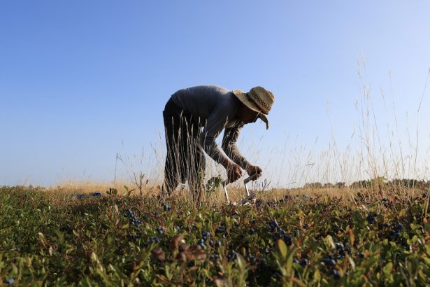 After a lawsuit, USDA agrees to share climate risk data with farmers