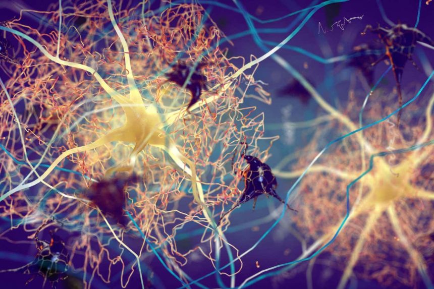 Alzheimer’s may start with inflammation in the skin, lungs or gut