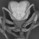 Ants capture carbon dioxide from the air and turn it into armour