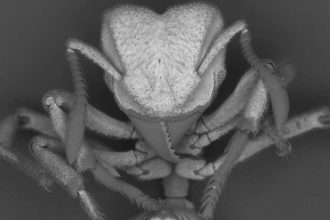 Ants capture carbon dioxide from the air and turn it into armour