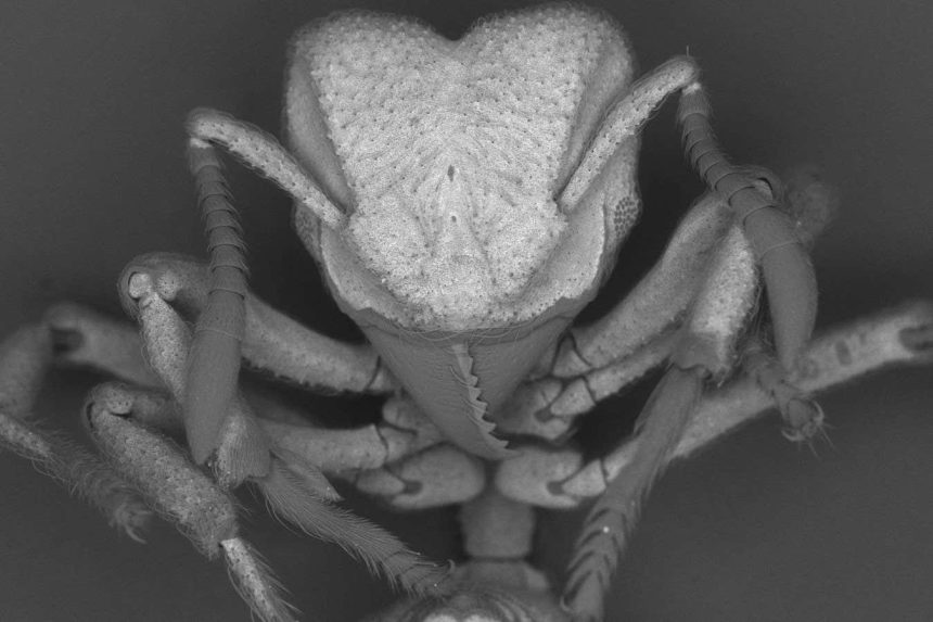 Ants capture carbon dioxide from the air and turn it into armour