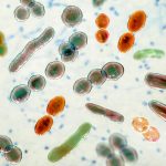 At-home microbiome tests reveal dramatically different results