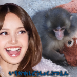 BLACKPINK’s LISA Visits Punch the Monkey, Brings Orangutan Stuffed Animal