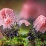 Barry Webb Documents a Marvelous, Macro Array of Colorful Slime Molds — Colossal