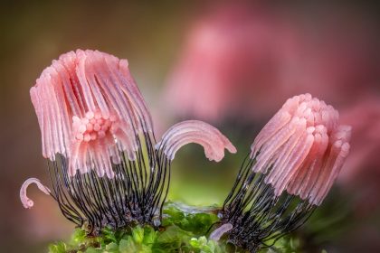 Barry Webb Documents a Marvelous, Macro Array of Colorful Slime Molds — Colossal