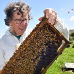 Breeding for gentler honeybees | Otago Daily Times Online News