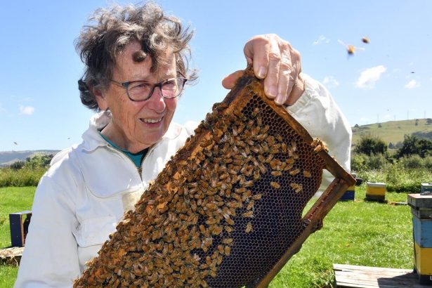 Breeding for gentler honeybees | Otago Daily Times Online News