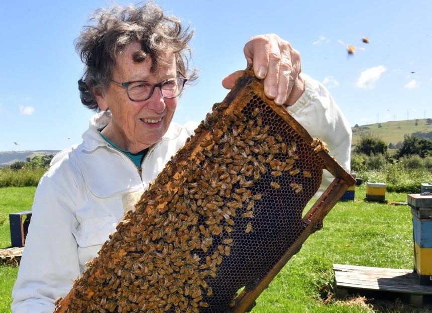 Breeding for gentler honeybees | Otago Daily Times Online News