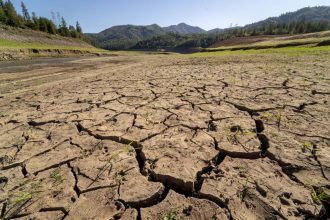 Can species evolve fast enough to survive as the planet heats up?