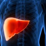 Cannabis Compounds May Reverse Fatty Liver Disease, Study Suggests : ScienceAlert