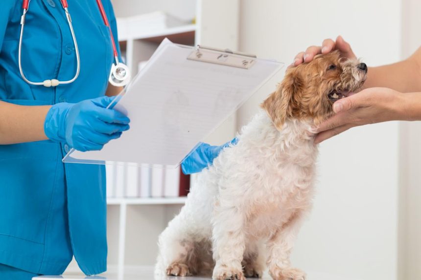 Cheapest pet insurance companies in 2026