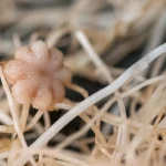 Chickpeas can grow in moon dirt and make seeds