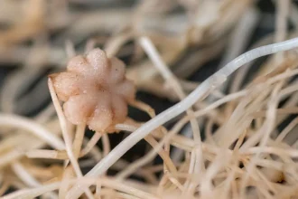 Chickpeas can grow in moon dirt and make seeds
