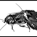 Cockroaches that eat each other’s wings turn into a fierce fighting force