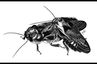 Cockroaches that eat each other’s wings turn into a fierce fighting force