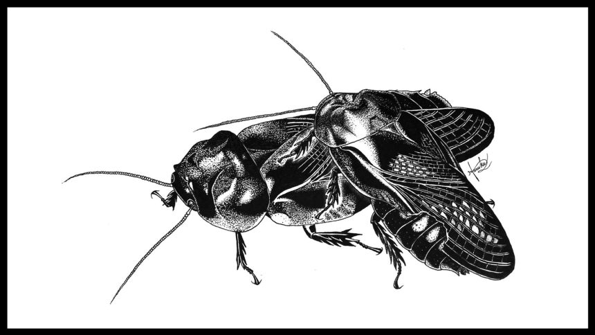 Cockroaches that eat each other’s wings turn into a fierce fighting force