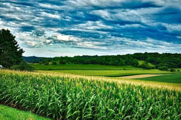 Corn Starting Monday with Mostly Higher Trade