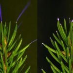 Cosmic Fireball, Glowing Forests, And Much More! : ScienceAlert