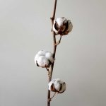 Cotton Losses Pushing to Midday