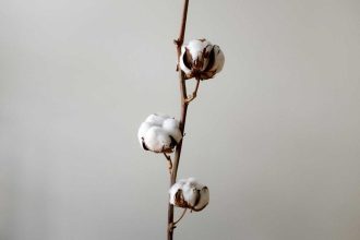 Cotton Losses Pushing to Midday