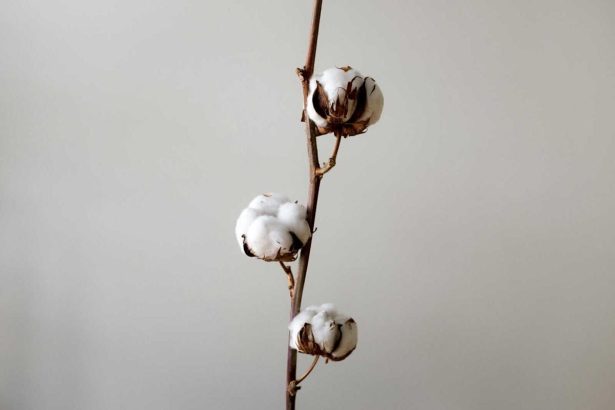 Cotton Losses Pushing to Midday