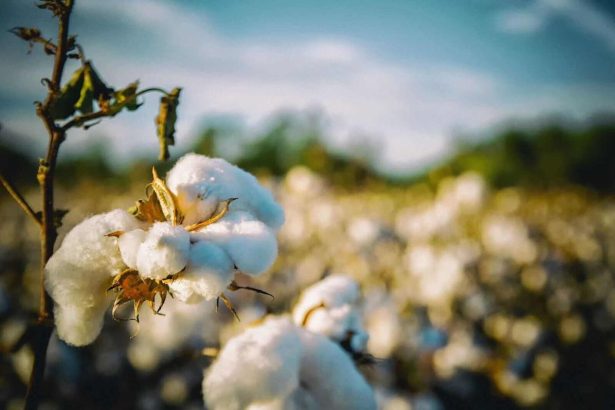 Cotton Reverts Higher at Midday
