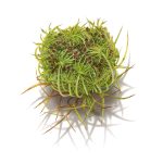 David Morrison’s Alluring Drawings Spring from the Blank Page — Colossal