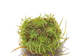 David Morrison’s Alluring Drawings Spring from the Blank Page — Colossal