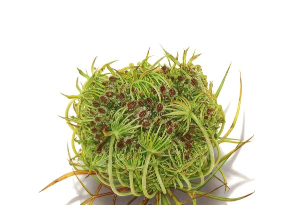 David Morrison’s Alluring Drawings Spring from the Blank Page — Colossal