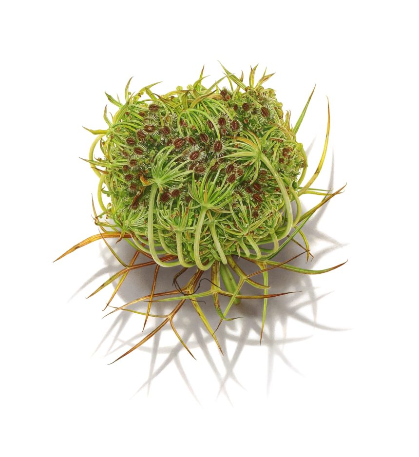 David Morrison’s Alluring Drawings Spring from the Blank Page — Colossal