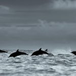 Dolphins have been stranding in droves on the shores of Patagonia. Scientists think they’ve found the culprit