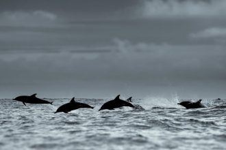 Dolphins have been stranding in droves on the shores of Patagonia. Scientists think they’ve found the culprit