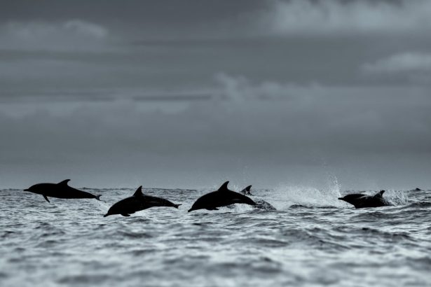 Dolphins have been stranding in droves on the shores of Patagonia. Scientists think they’ve found the culprit
