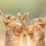 Dueling Hares and Leaping Toads Top the 2026 British Wildlife Photography Awards — Colossal