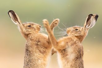 Dueling Hares and Leaping Toads Top the 2026 British Wildlife Photography Awards — Colossal