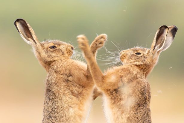 Dueling Hares and Leaping Toads Top the 2026 British Wildlife Photography Awards — Colossal