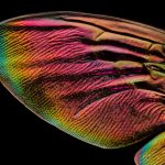 Extreme Macro Photos of Insect Wings by Chris Perani Layer Thousands of Images — Colossal