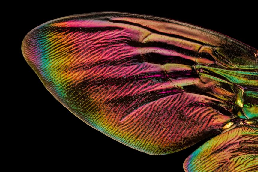Extreme Macro Photos of Insect Wings by Chris Perani Layer Thousands of Images — Colossal