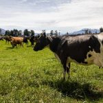 Farmer fined k for failing to register cattle