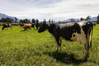 Farmer fined k for failing to register cattle